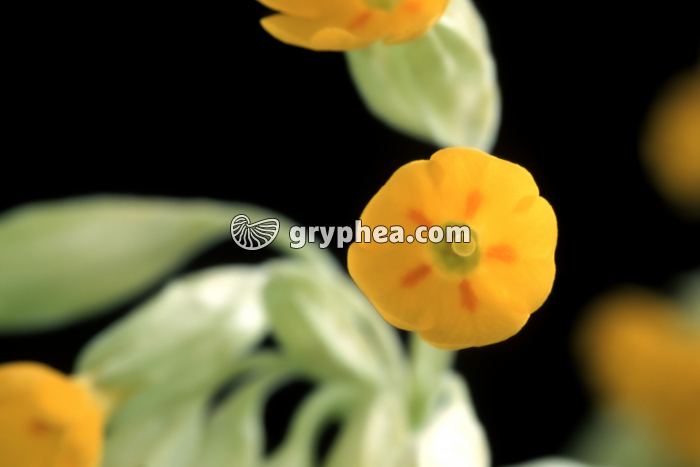 Primevère des bois (Primula elatior) - forme longistyle (vue apicale) - gryphea.com